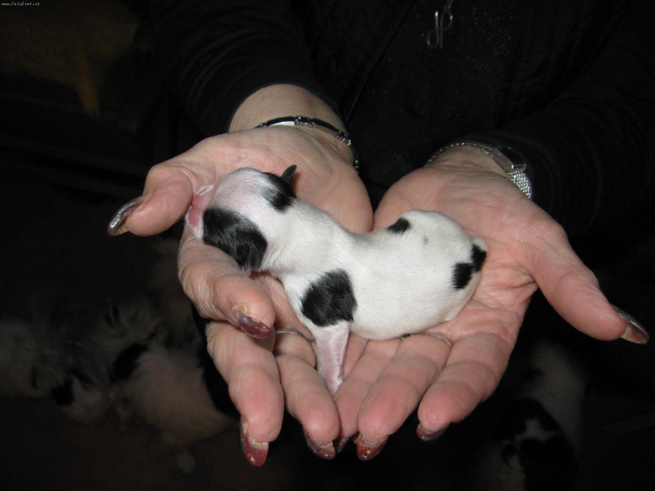 Foto: Alvin-Je mi jeden den...