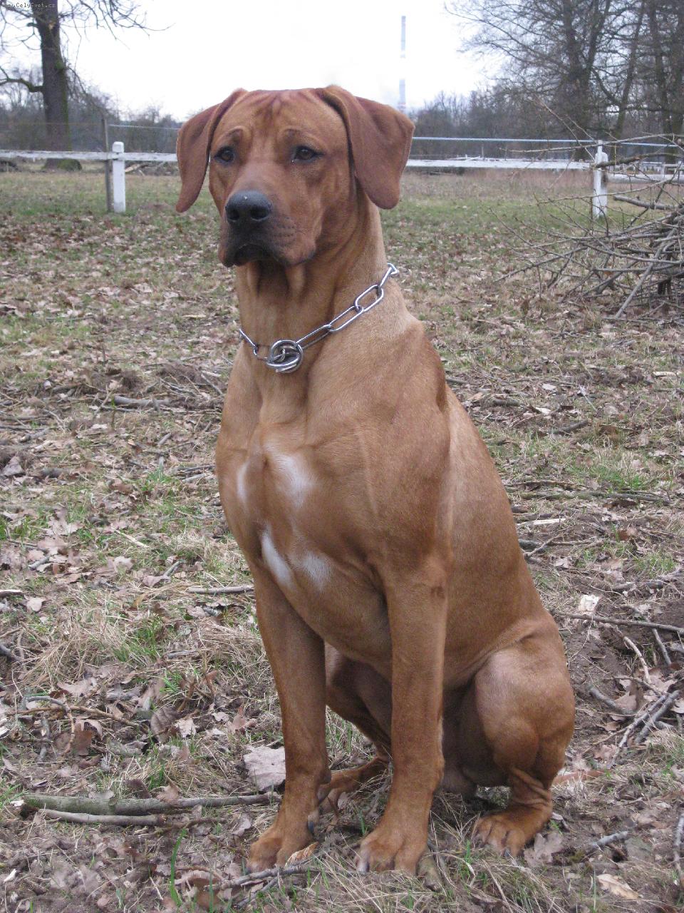 Foto: Bango z Borovsk�ch vrch�