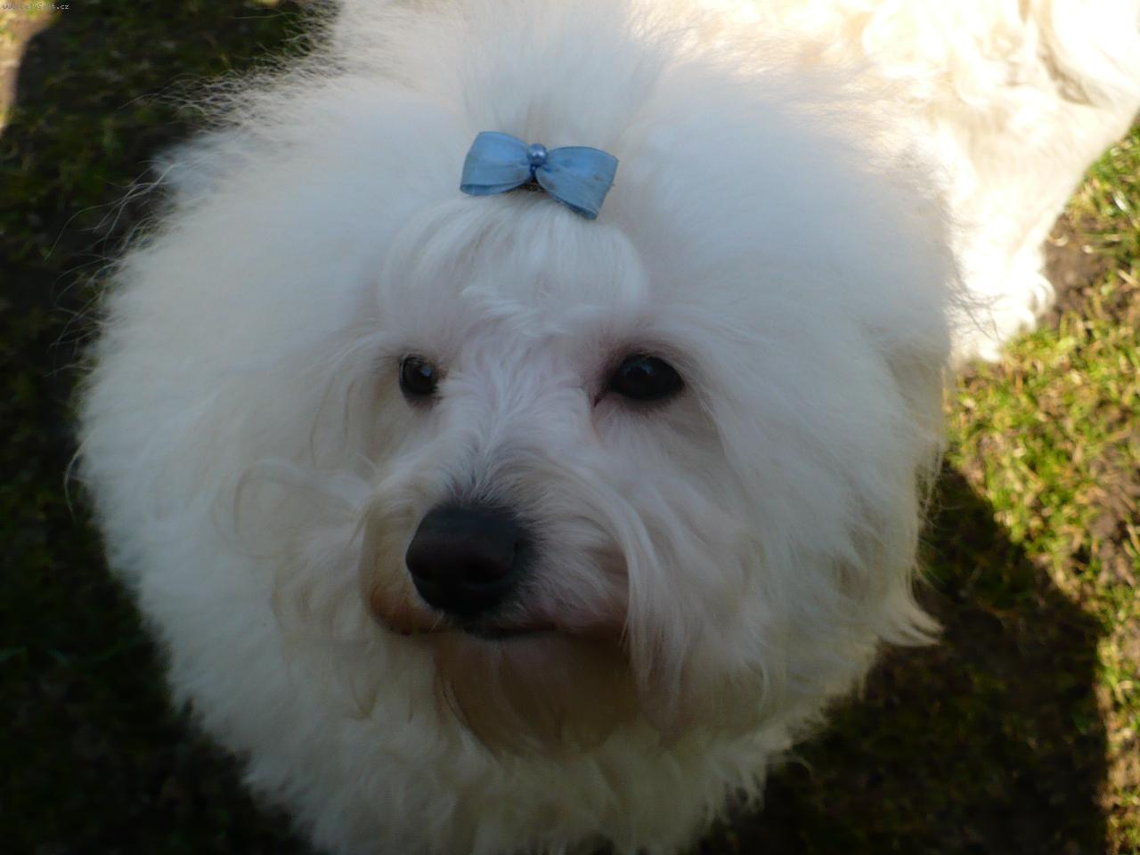 Foto: Artaban Cordata