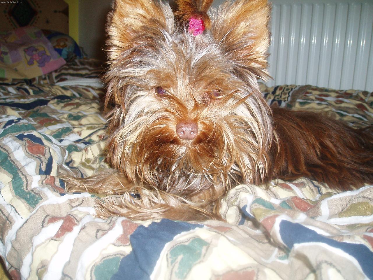 Foto: Tesinka-N� mazl��ek