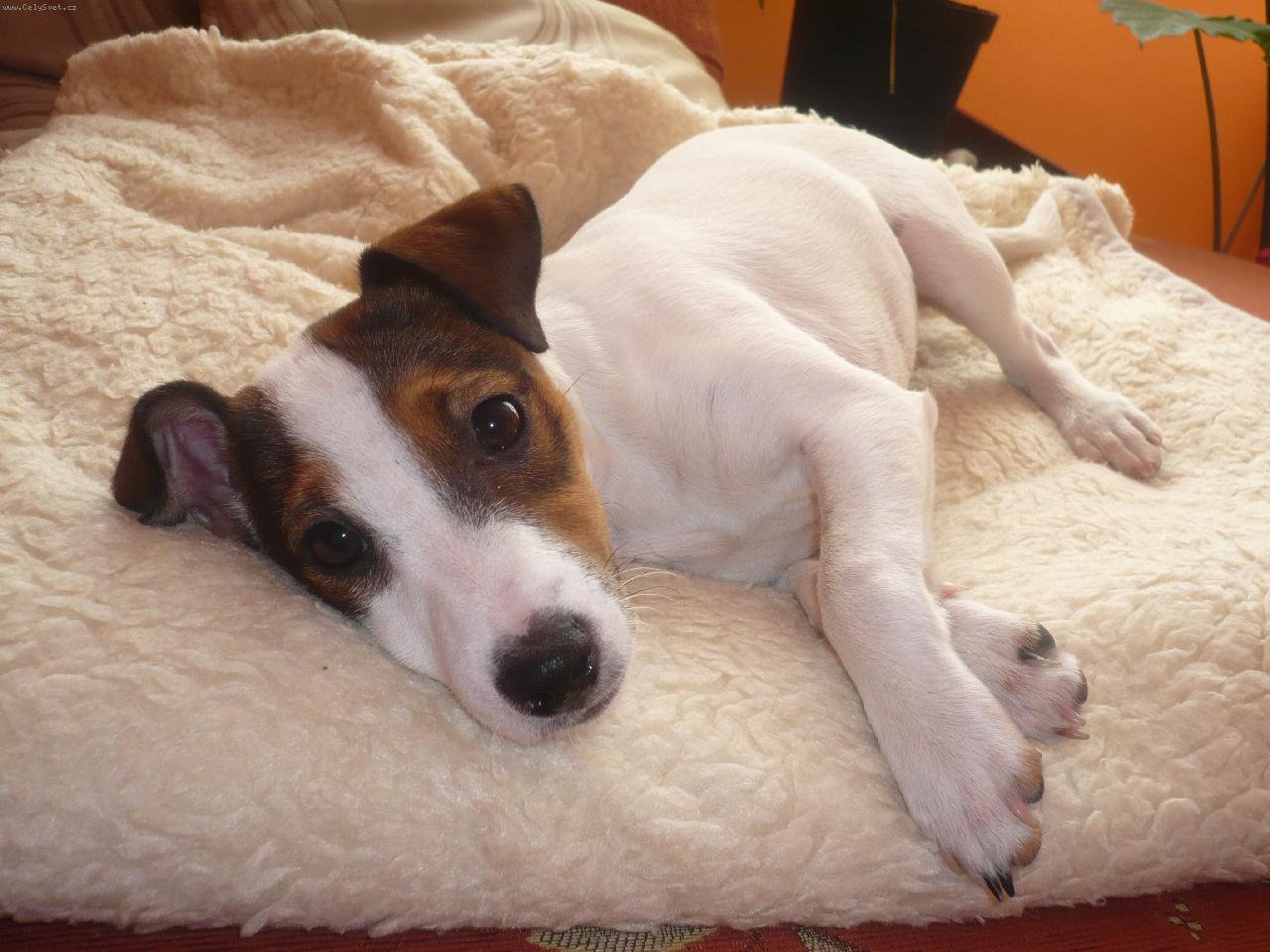 Foto: malinka Maggie-:)