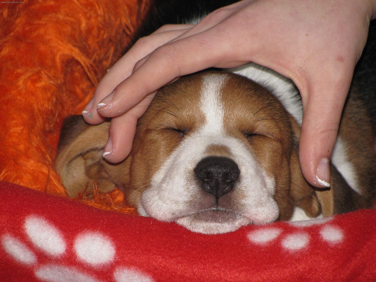 Foto: B�gl-Baru�ka