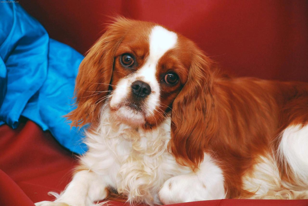 Foto: �okynka-Na�e �okynka