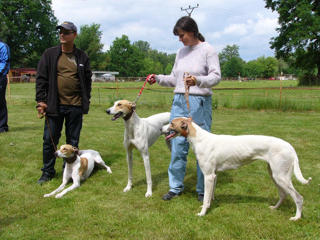 Foto: Avalanche Llawondyss (vpravo)-Dostihy Kol�n