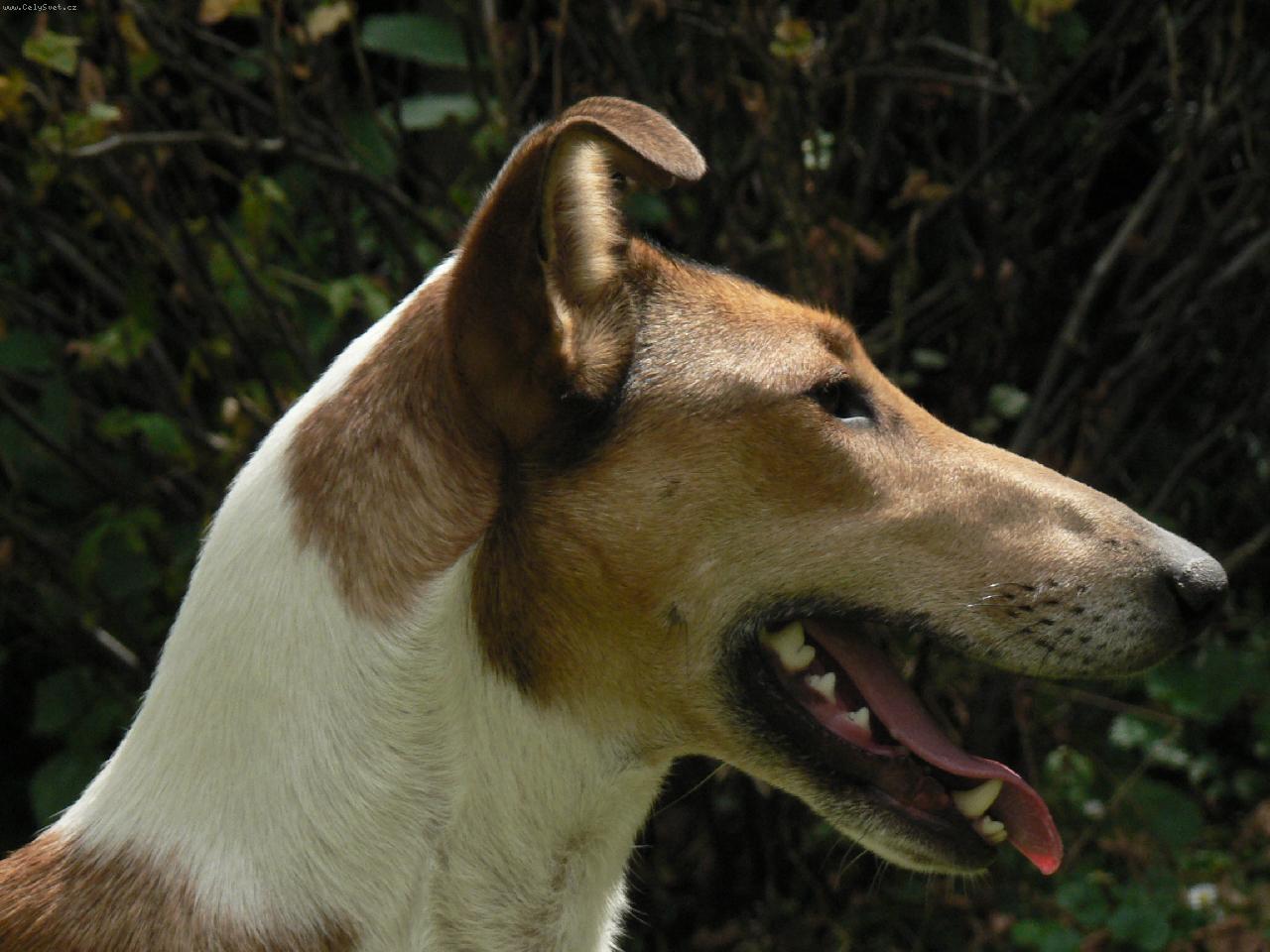 Foto: Artemis of Bohemia Balada