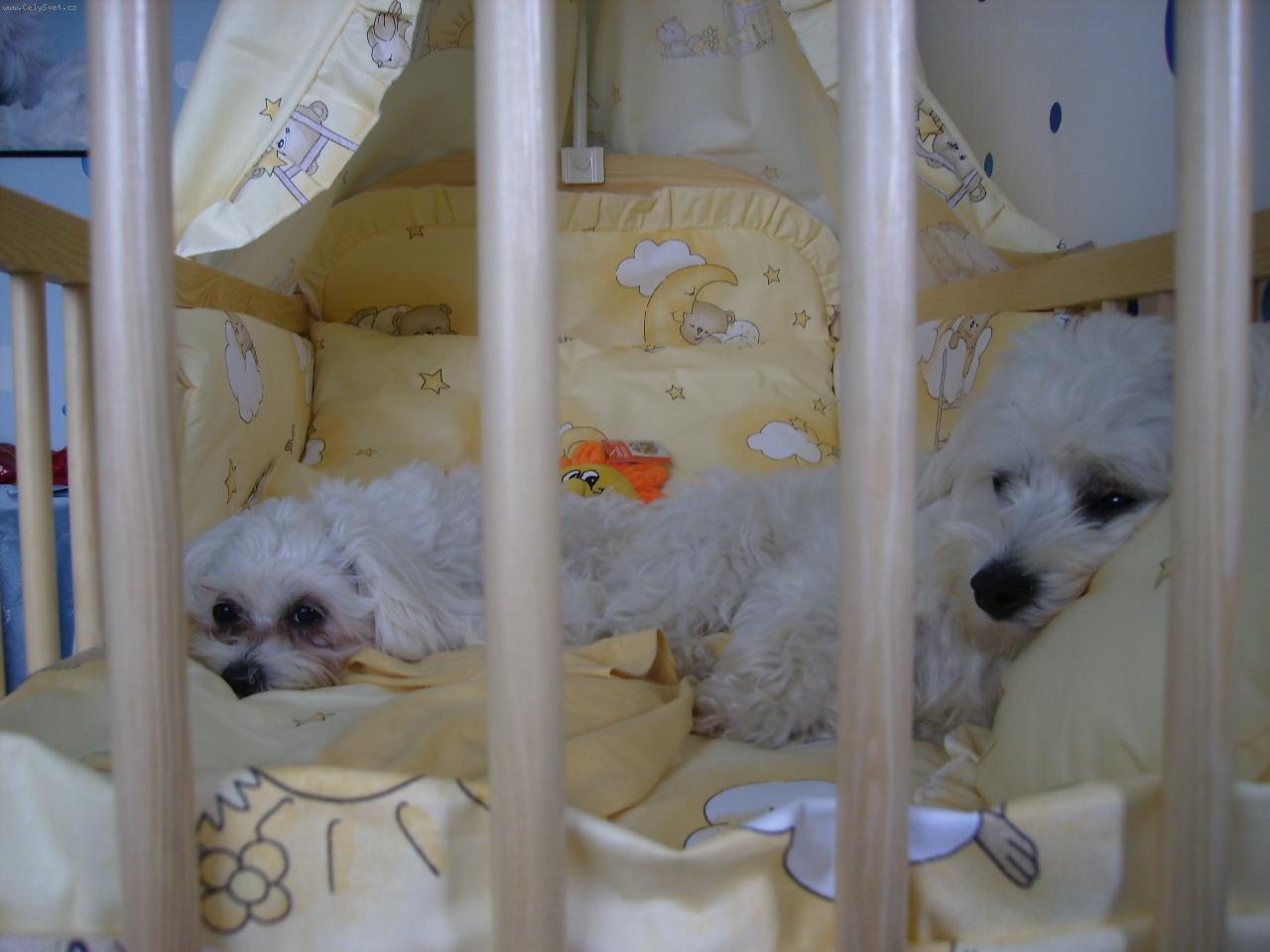 Foto: Na�e miminka :-)