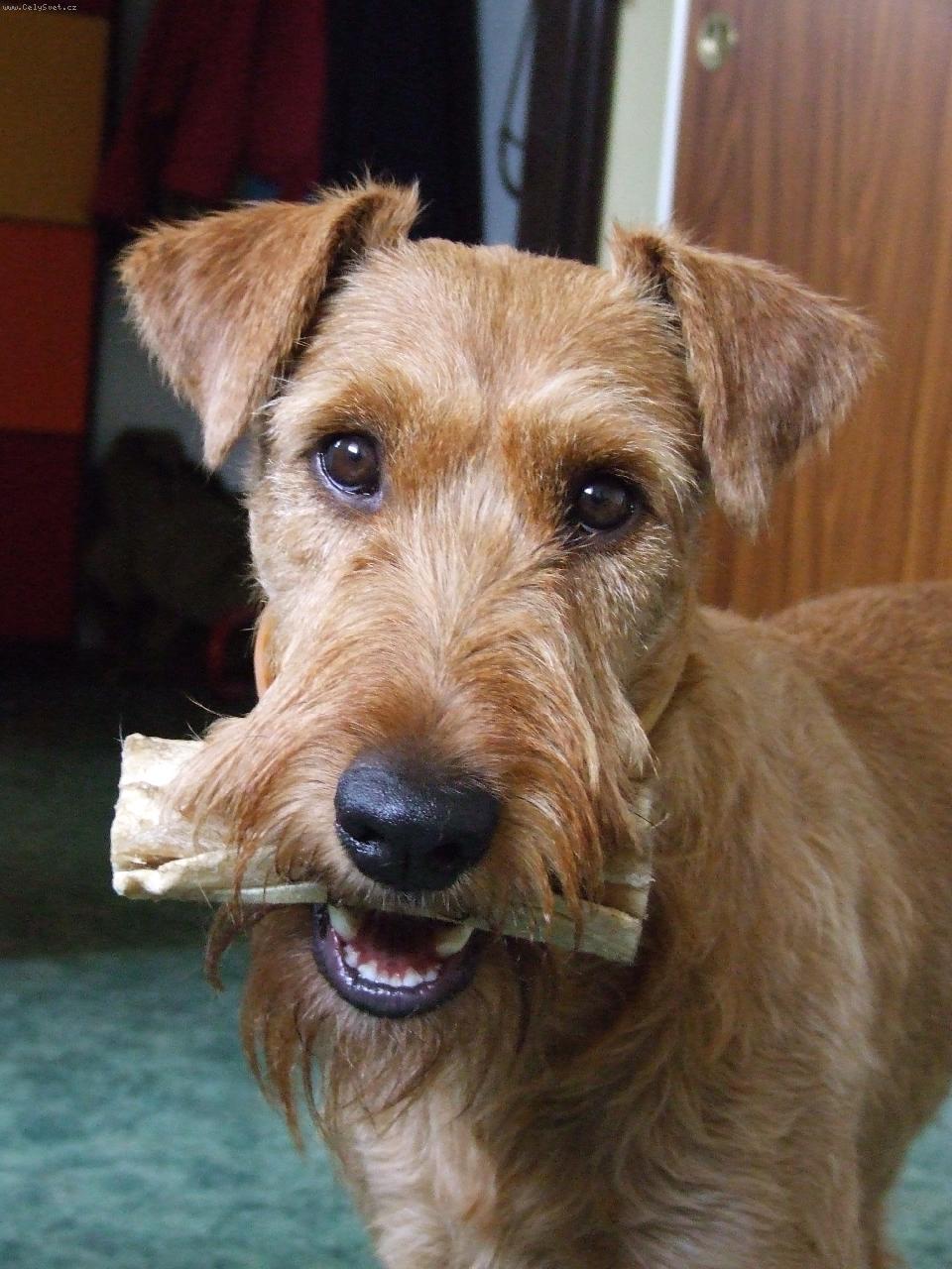 Foto: Jerry-Jerry s kost�