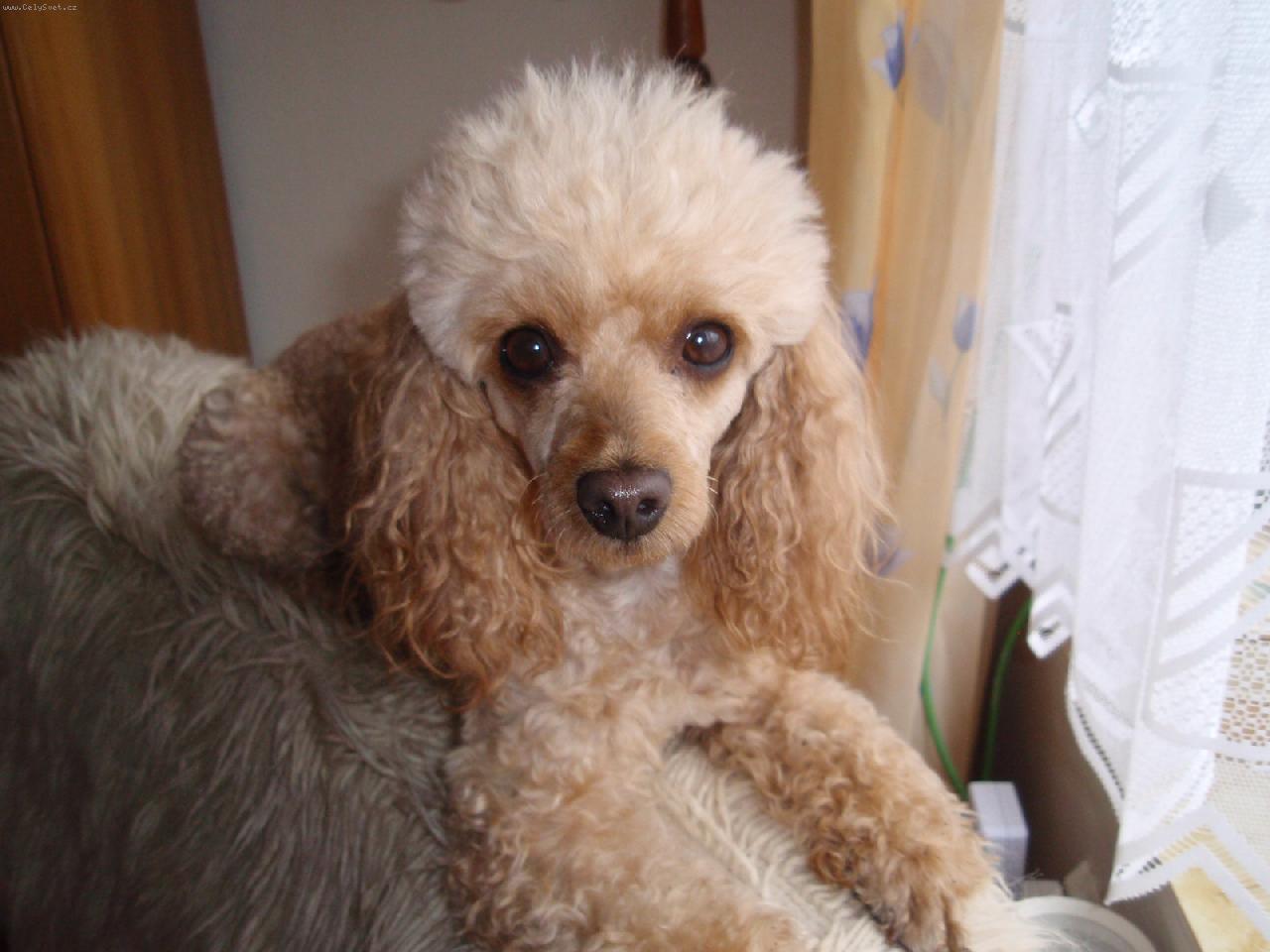 Foto: na�e zlat��ko