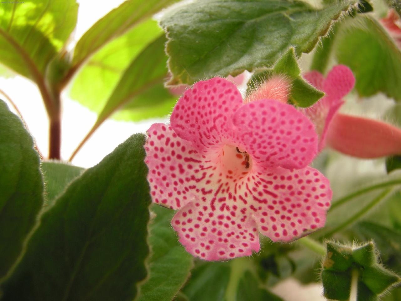 Foto: kohleria r��ov�