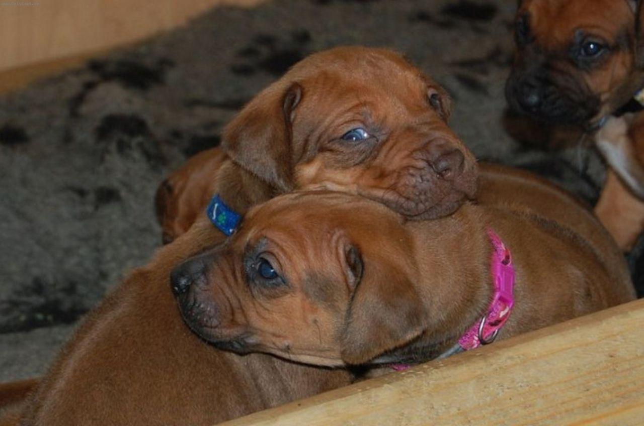 Foto: DAZZLING TAQ NERO