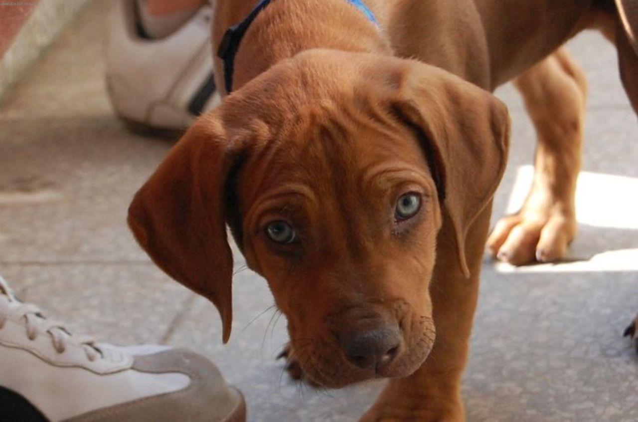 Foto: DAZZLING TAQ NERO