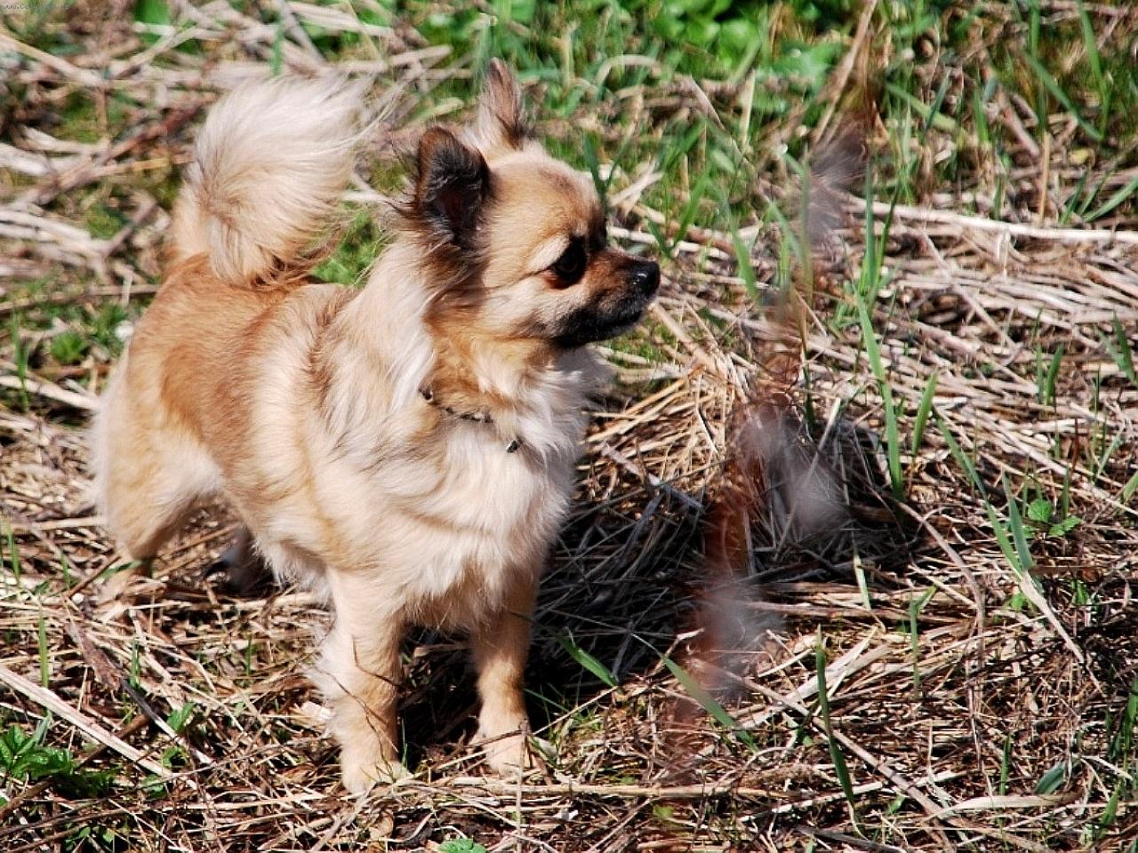 Foto: �ivava Celestine Jolly Pixie-CH Celestine Jolly Pixie - chovate�sk� stanica �iv�v z Jant�rovej cesty