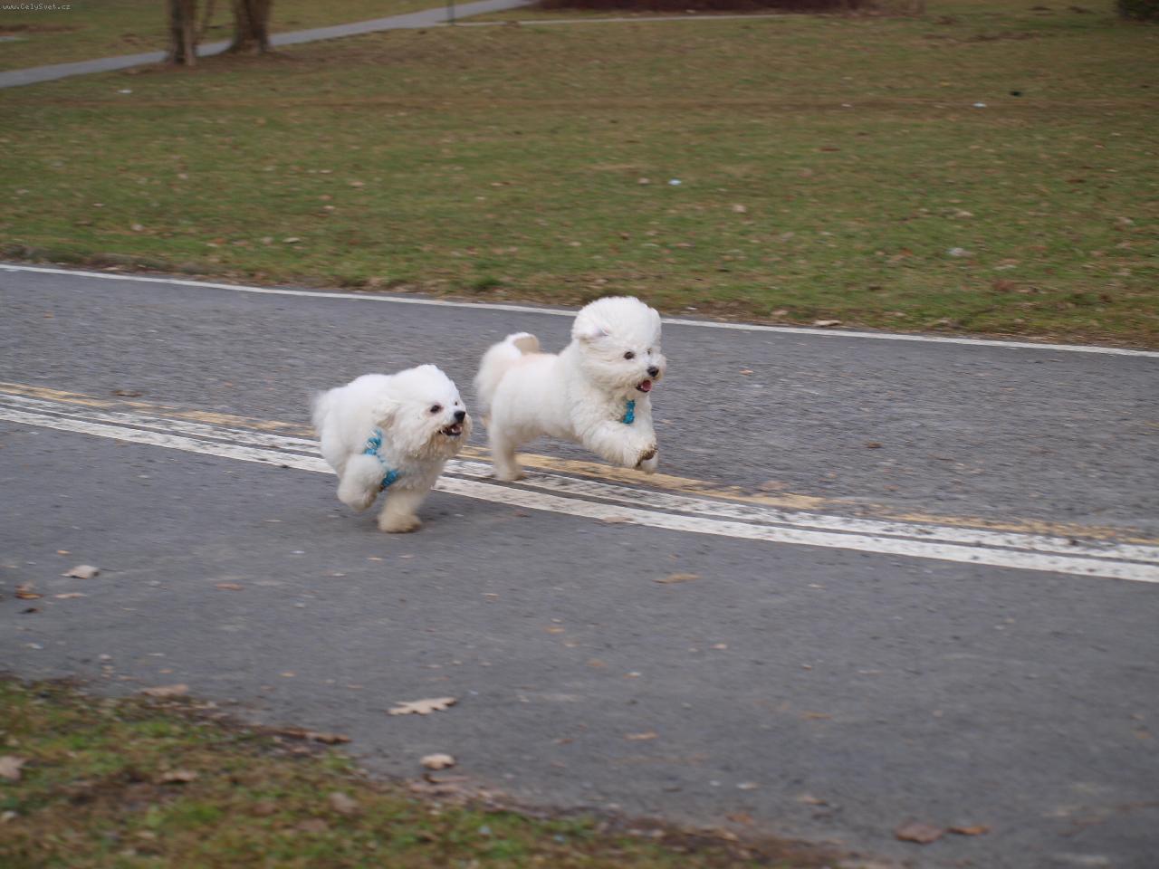 Foto: U� let�me.- Dami�ek, Bi�ko.