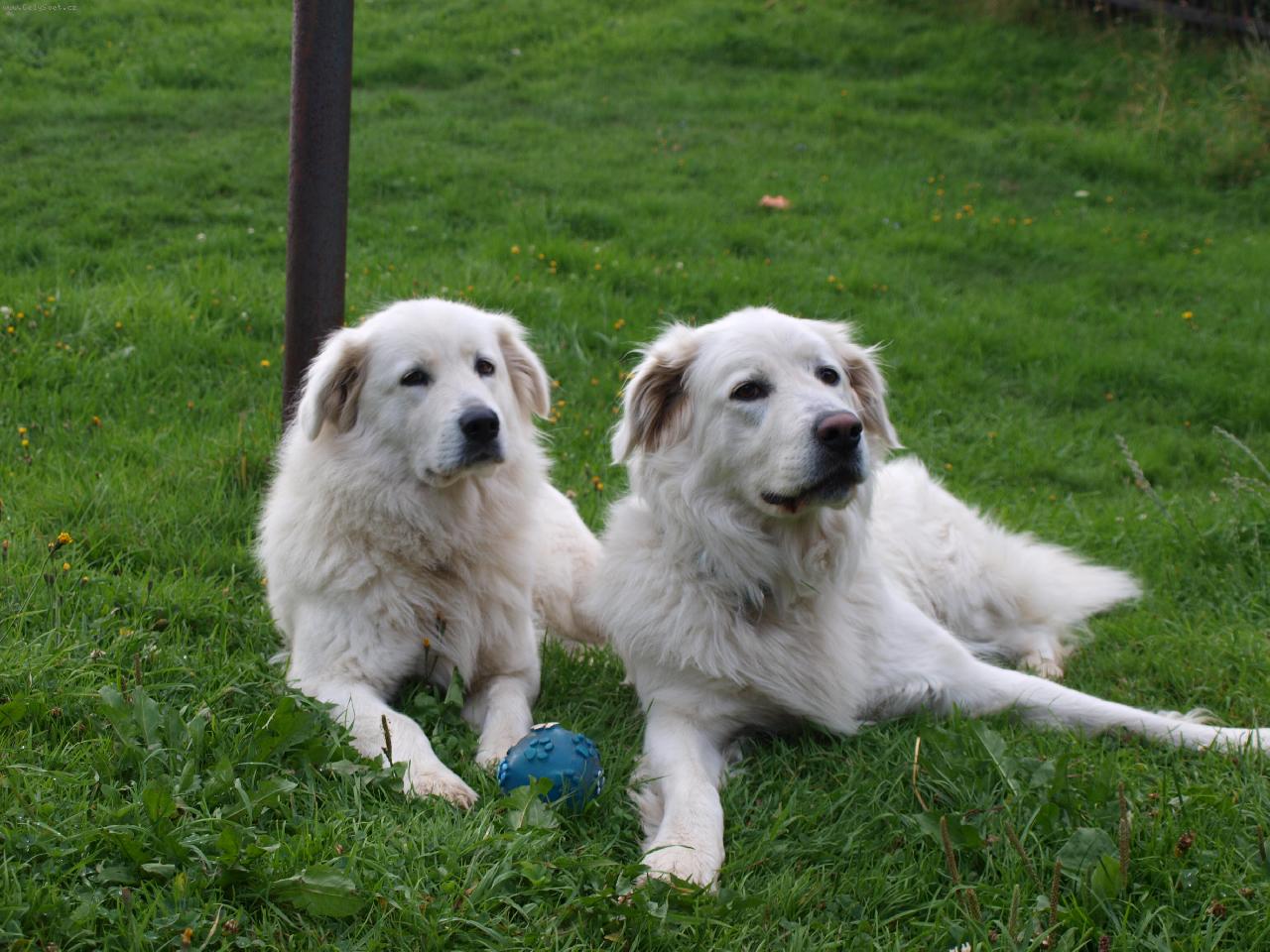 Foto: Ajka s Athynkou