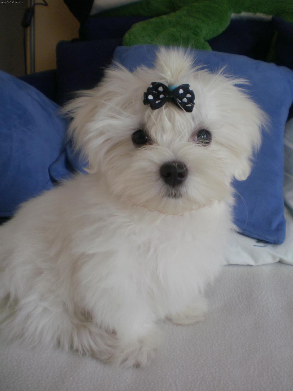 Foto: Dafi-3 m�s�ce