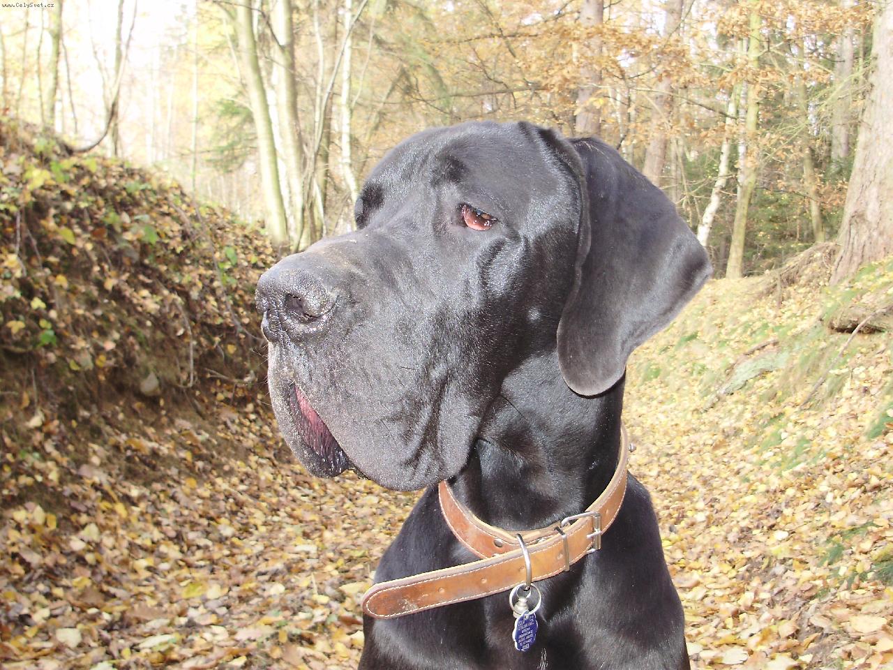 Foto: Bizard Queen Harlek�n