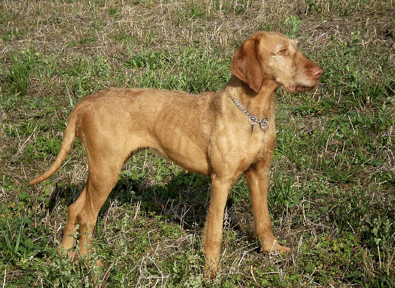 Foto: Galamb Z�ldm�li