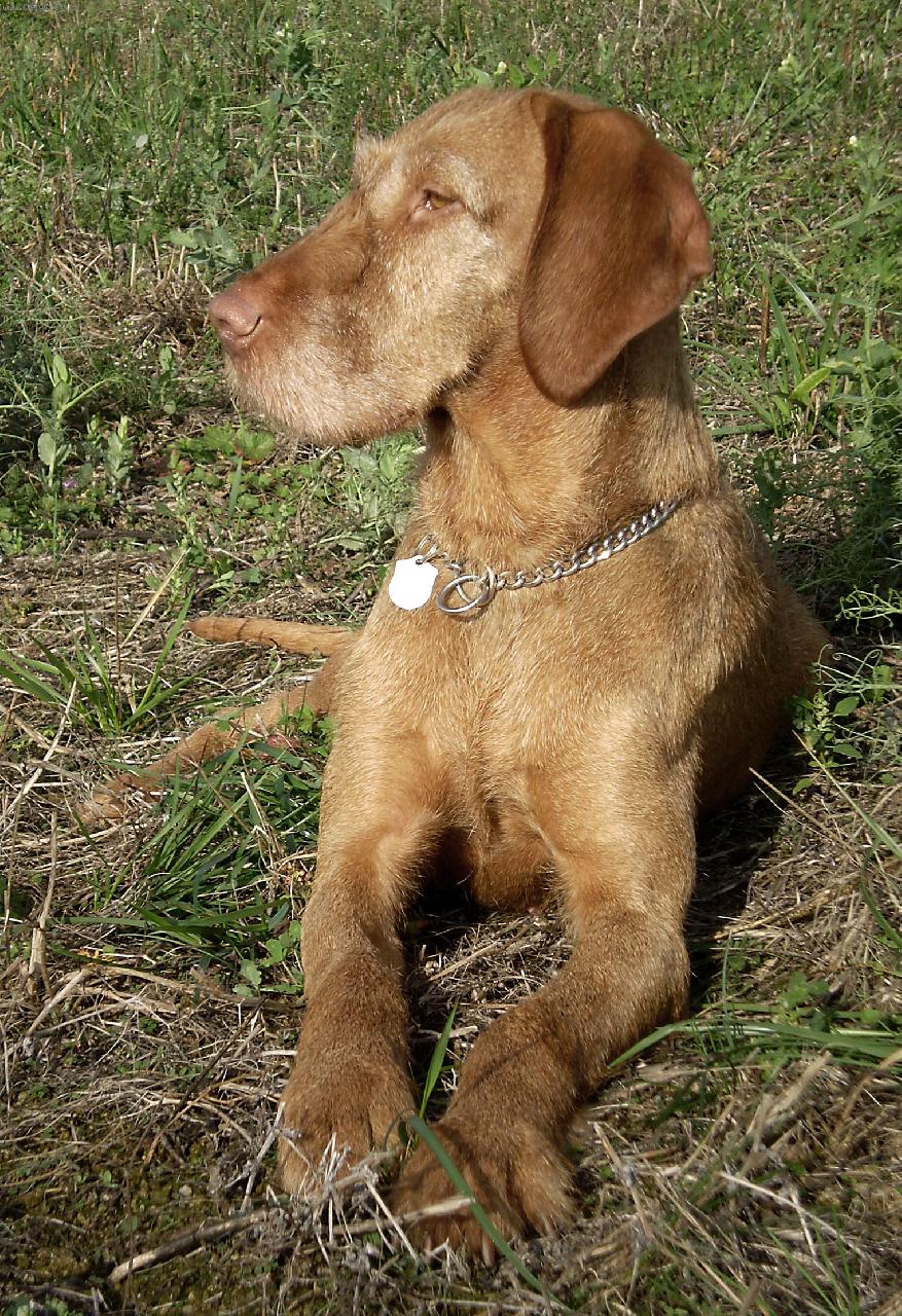 Foto: Galamb Z�ldm�li