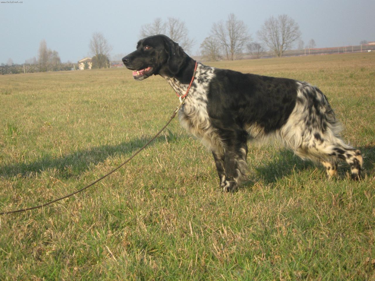 Foto: SETTER INGLESE DA PROVE-AXA SETTER INGLESE