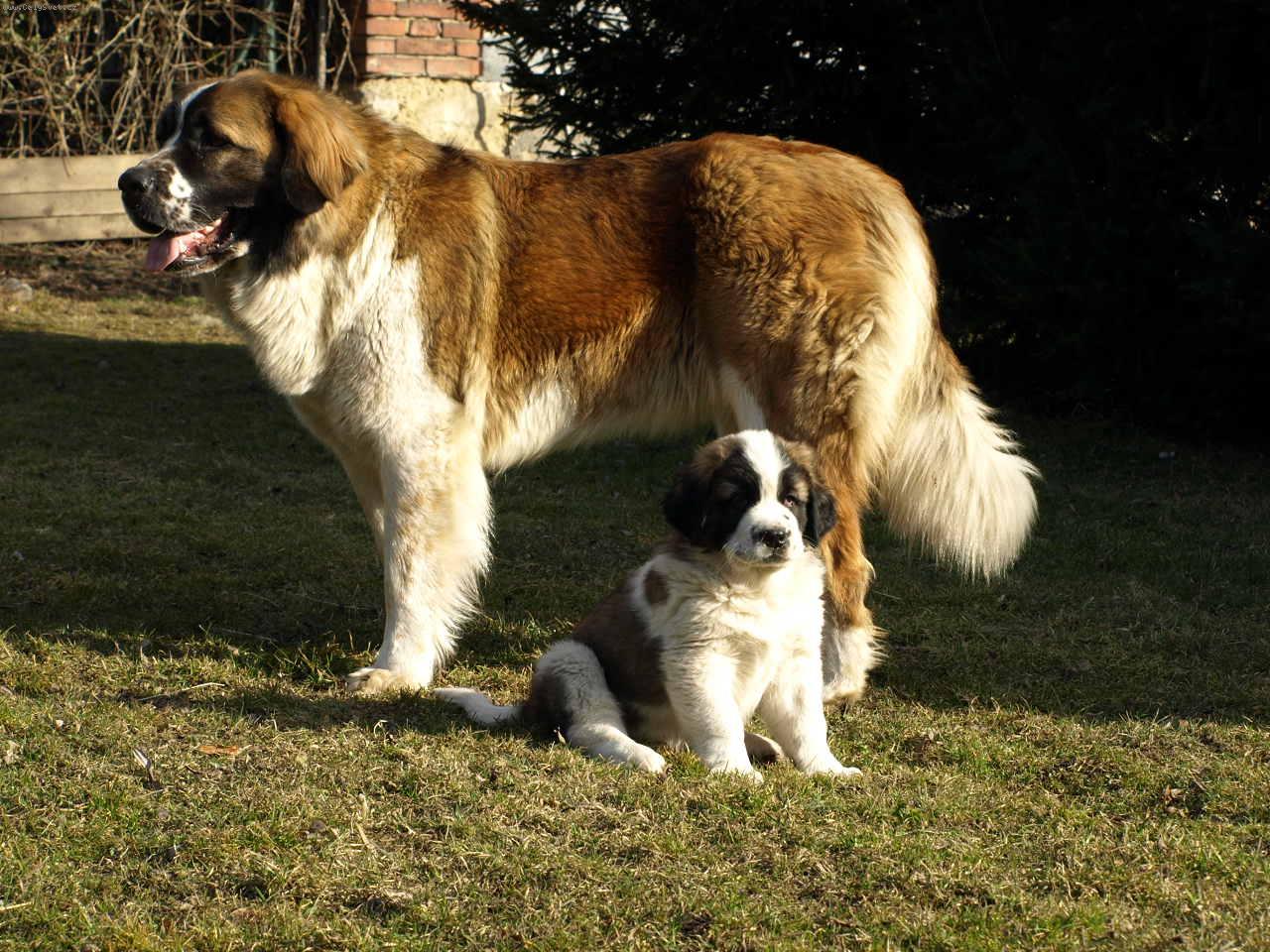 Foto: Moskevsk� str�n� pes