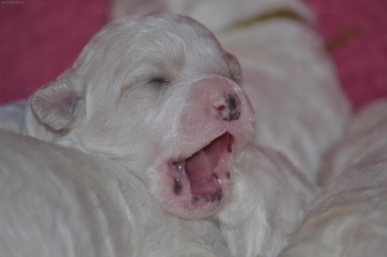 Foto: Bi�onek-Sp�nek je d�ina!!!