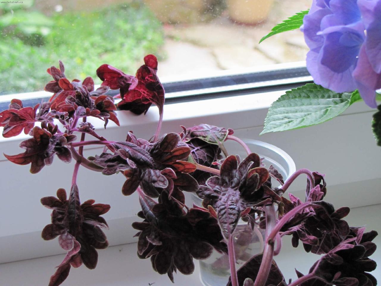 Foto: Coleus blumei Black Dragon