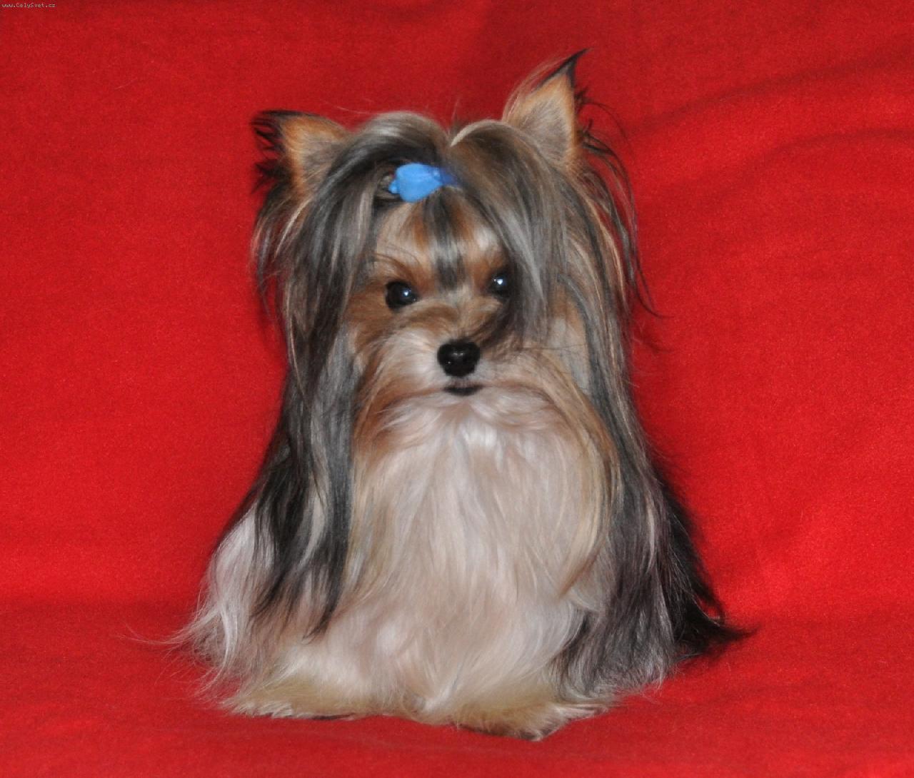 Foto: Biewer Yorkshire Terrier