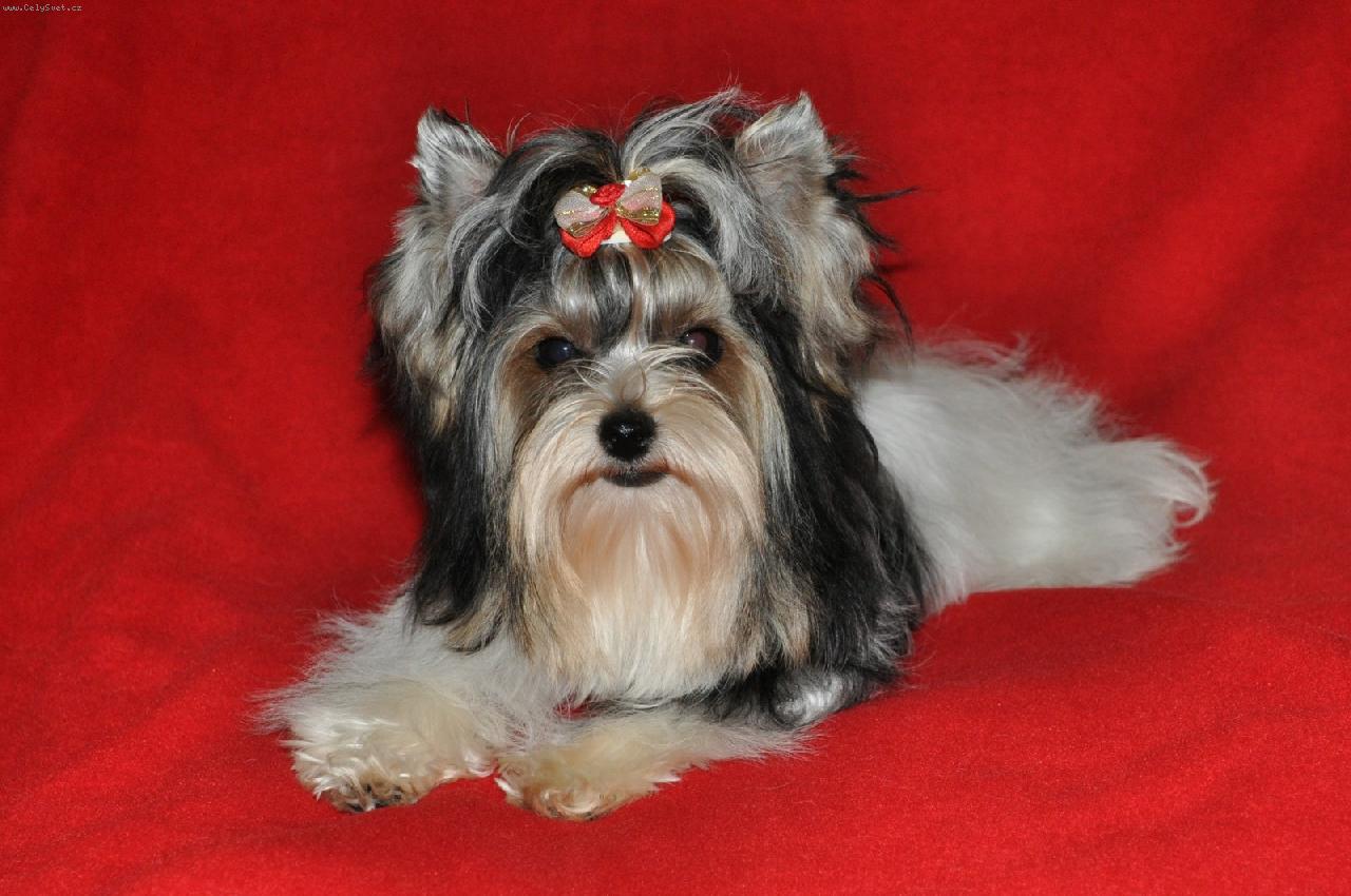 Foto: Biewer Yorkshire Terrier