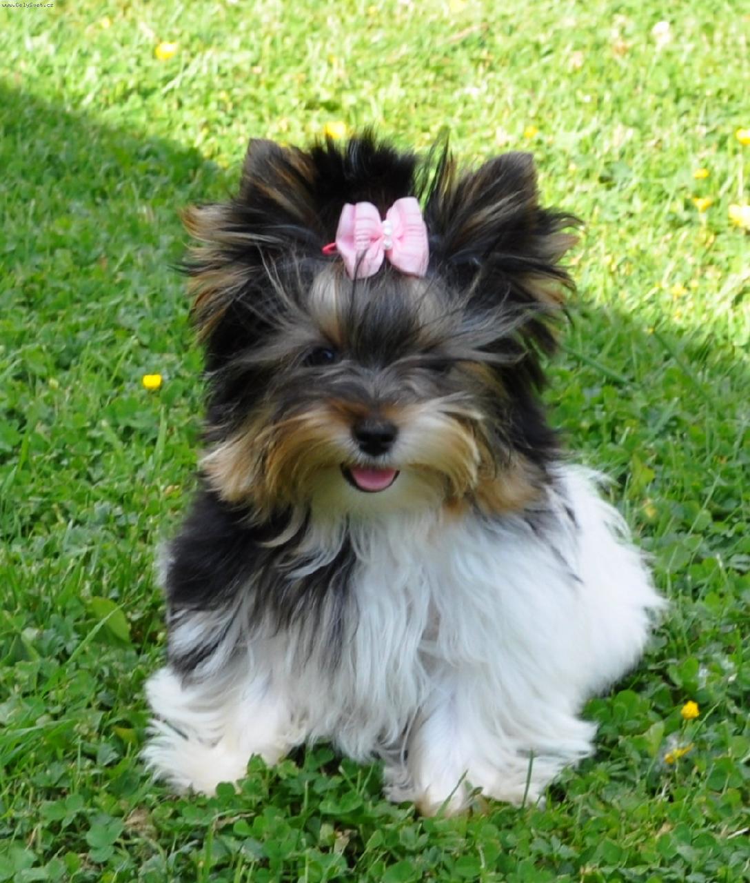 Foto: Biewer Yorkshire Terrier