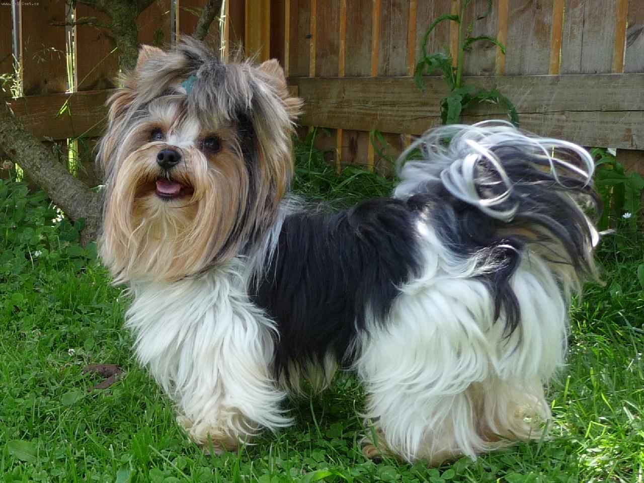 Foto: Biewer Yorkshire Terrier