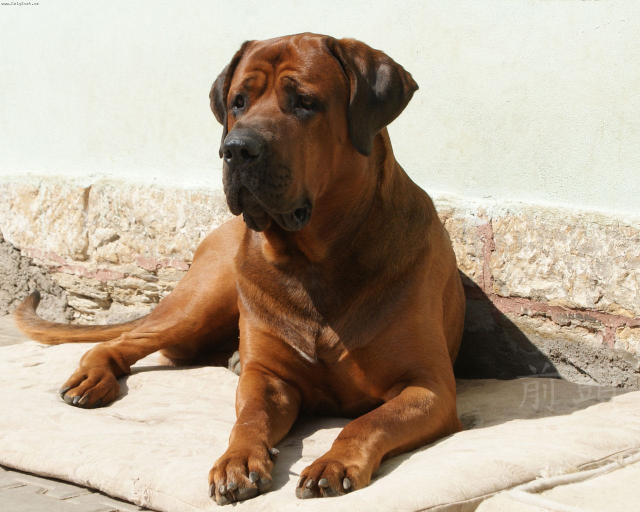 Foto: Ch.Amagiri Maegashira-23 m�s�c�