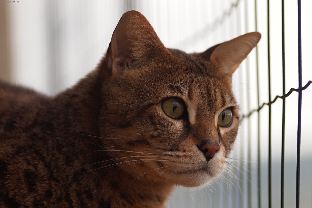 Foto: Savanov� ko�ka-7 let