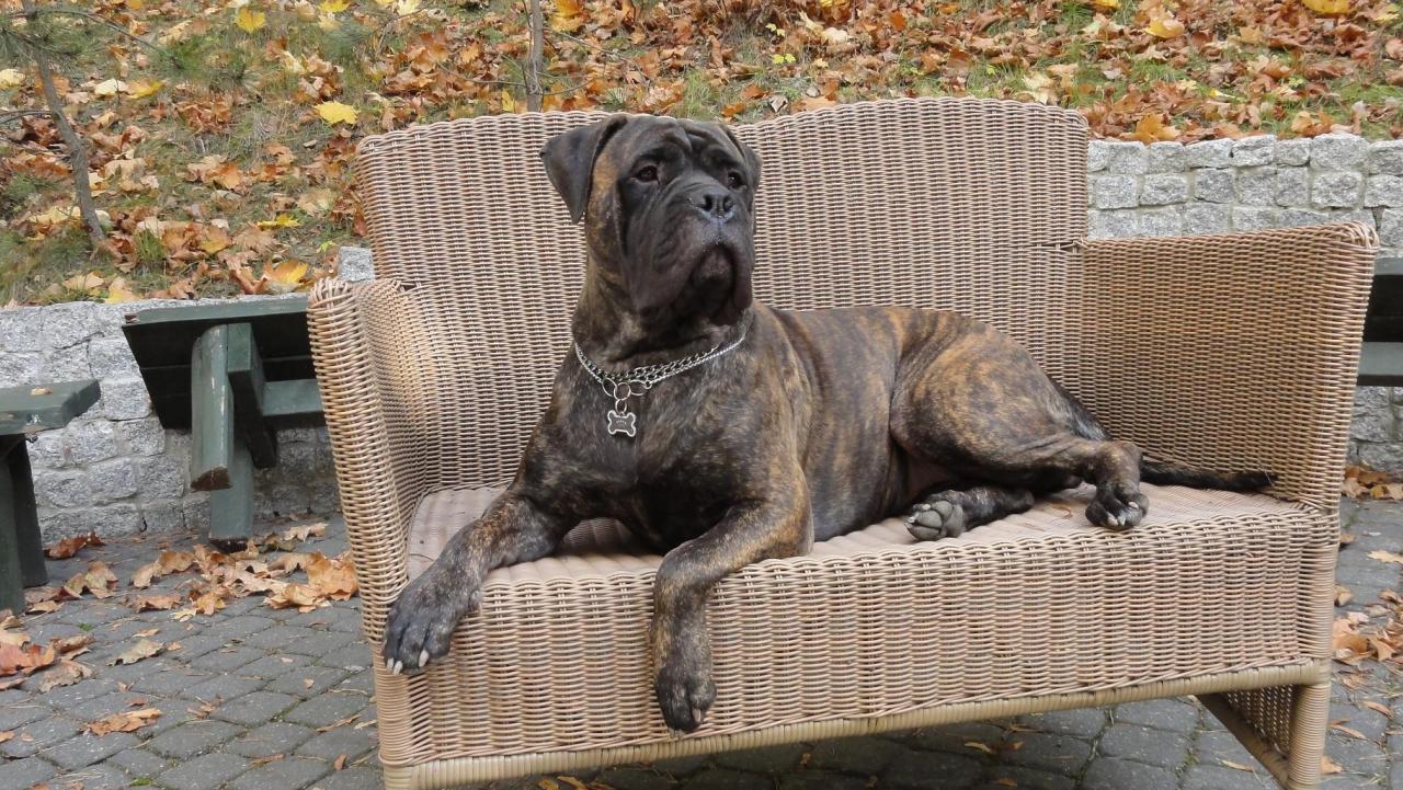 Foto: Amy Ashanti Guinesis Star