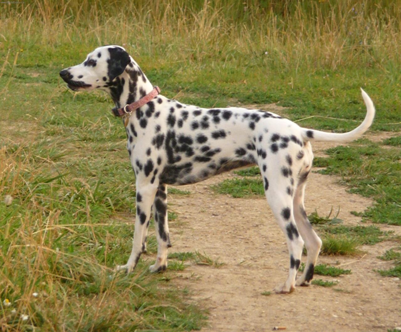 Foto: Jasanka-Dalmat�n