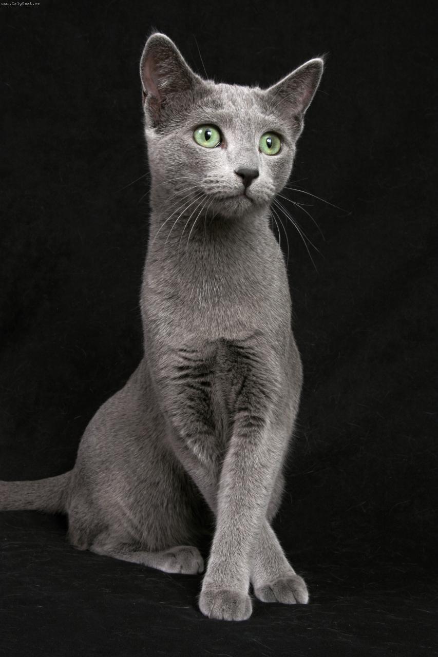 Foto: Charisma v.Grass*DE