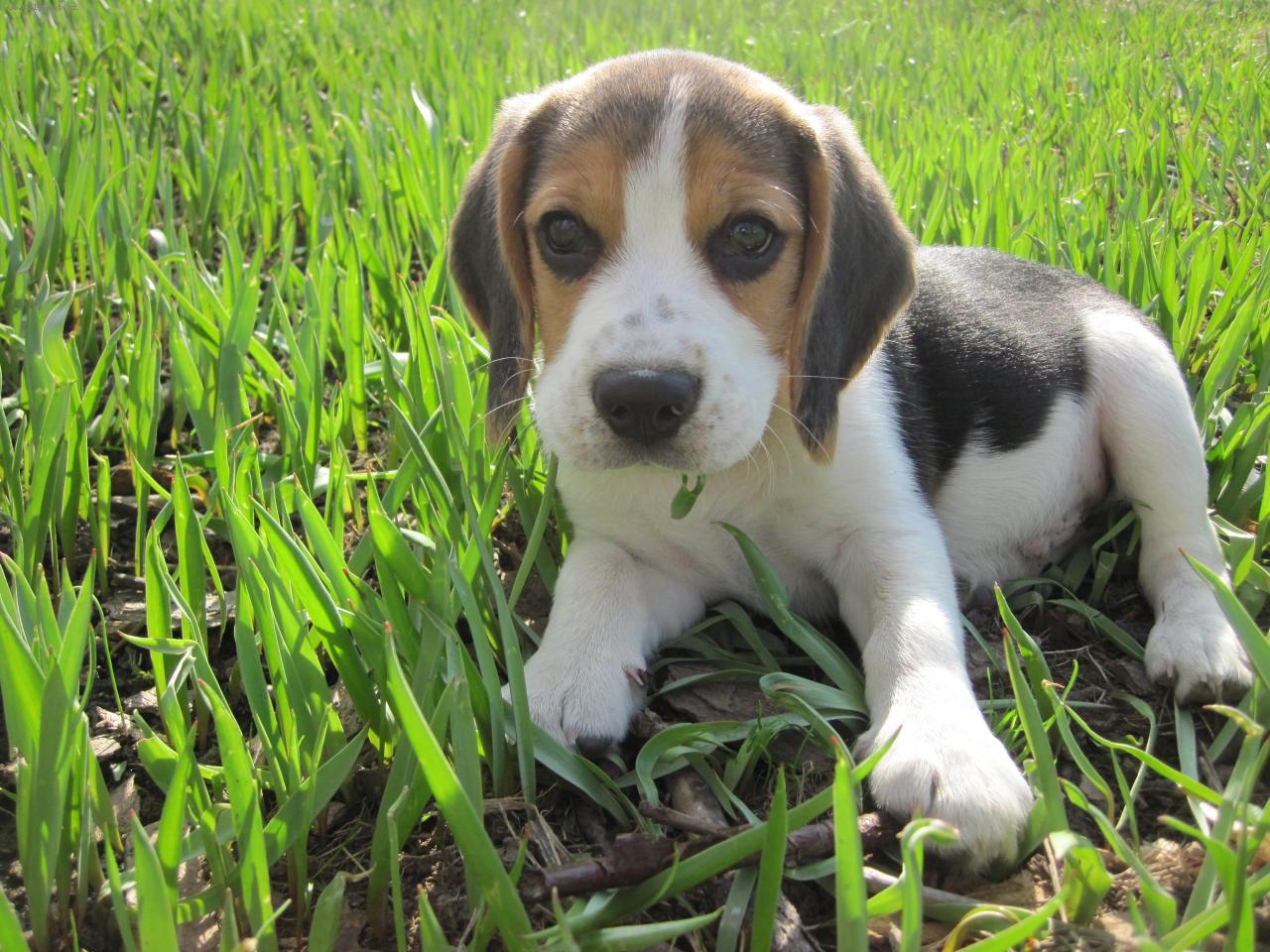 Foto: Barney-tady mi jsou 3 m�s�ce :-)