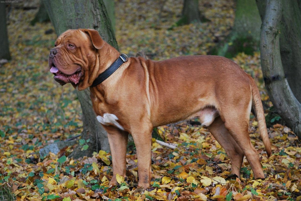 Foto: Arxio-V cel� sv� kr�se