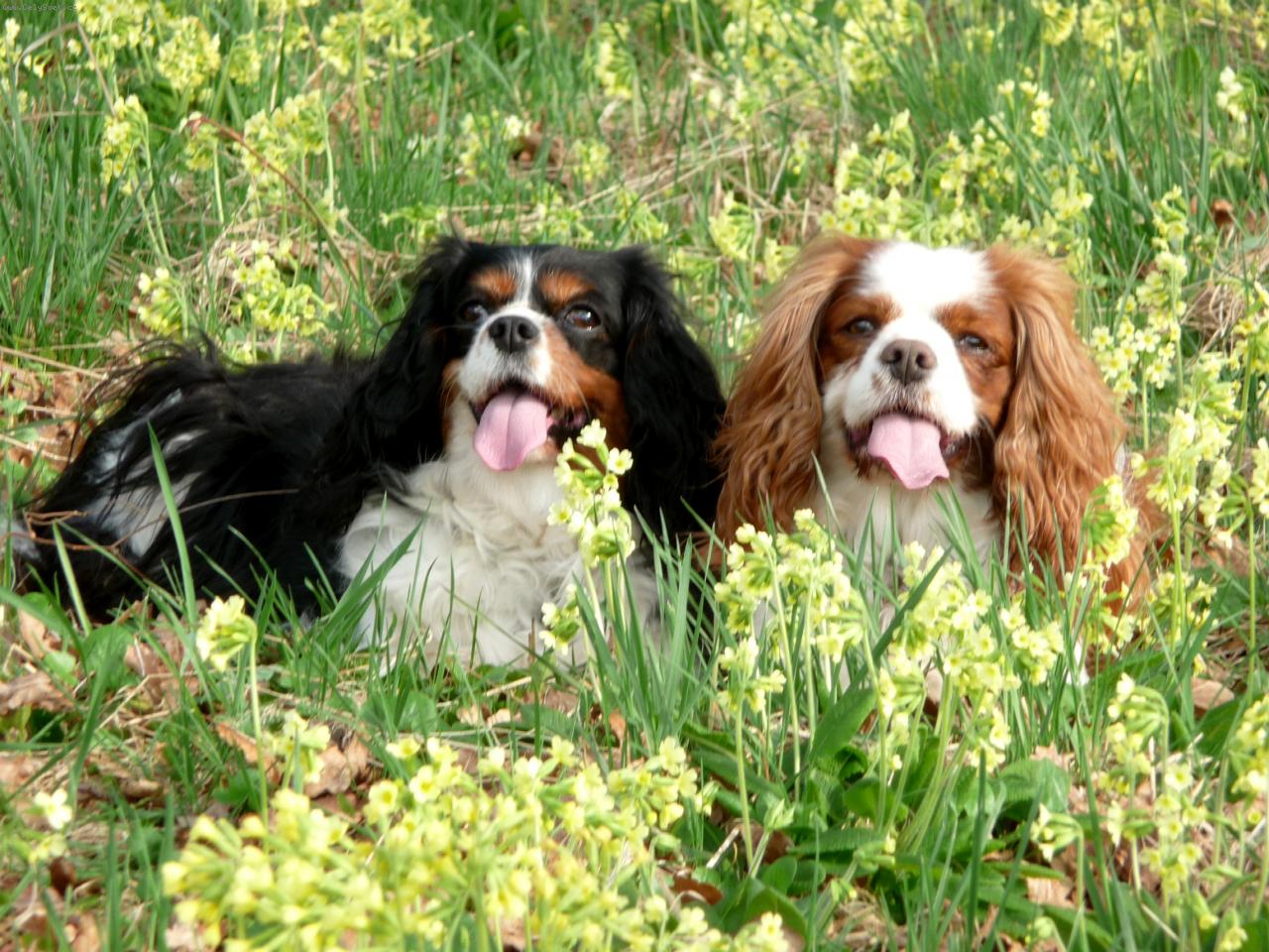 Foto: Kaval��� holky