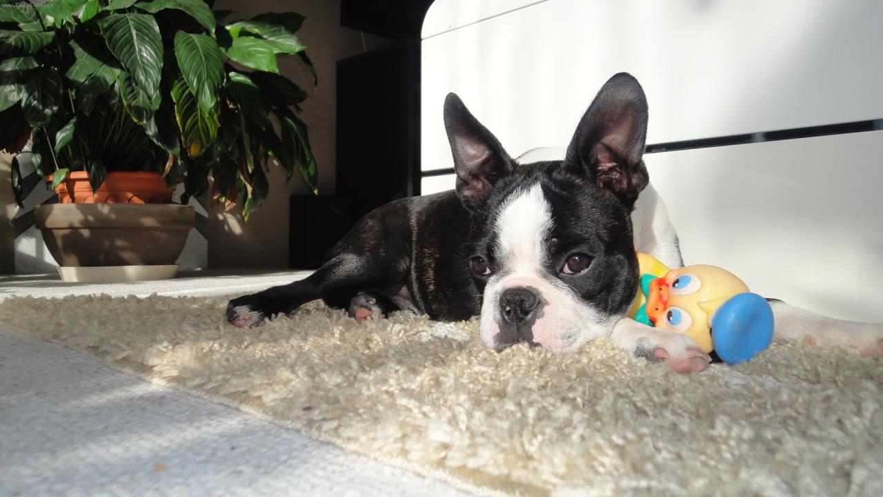 Foto: Bostonsk� teri�r-Berwin-doma