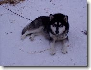 n� Falco
