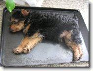 Max na pek��i:-)