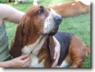 basset mazl�k
