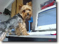Muff�nek