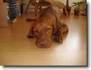 Faust�k