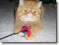mal� Garfield