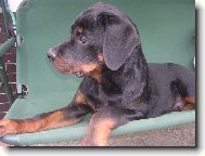 Max na houpa�ce