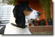 Enrico Lady Barnett�s
