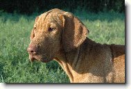 M� Daggy