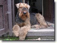 Koki�