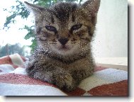 �MUDLIK